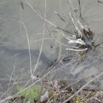 Ein verwirrter Aal schlängelte sich im Flachwasser...!?