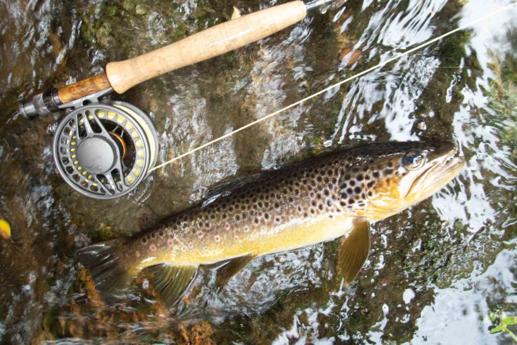 brown trout in the black forest - Troutfishing Germany